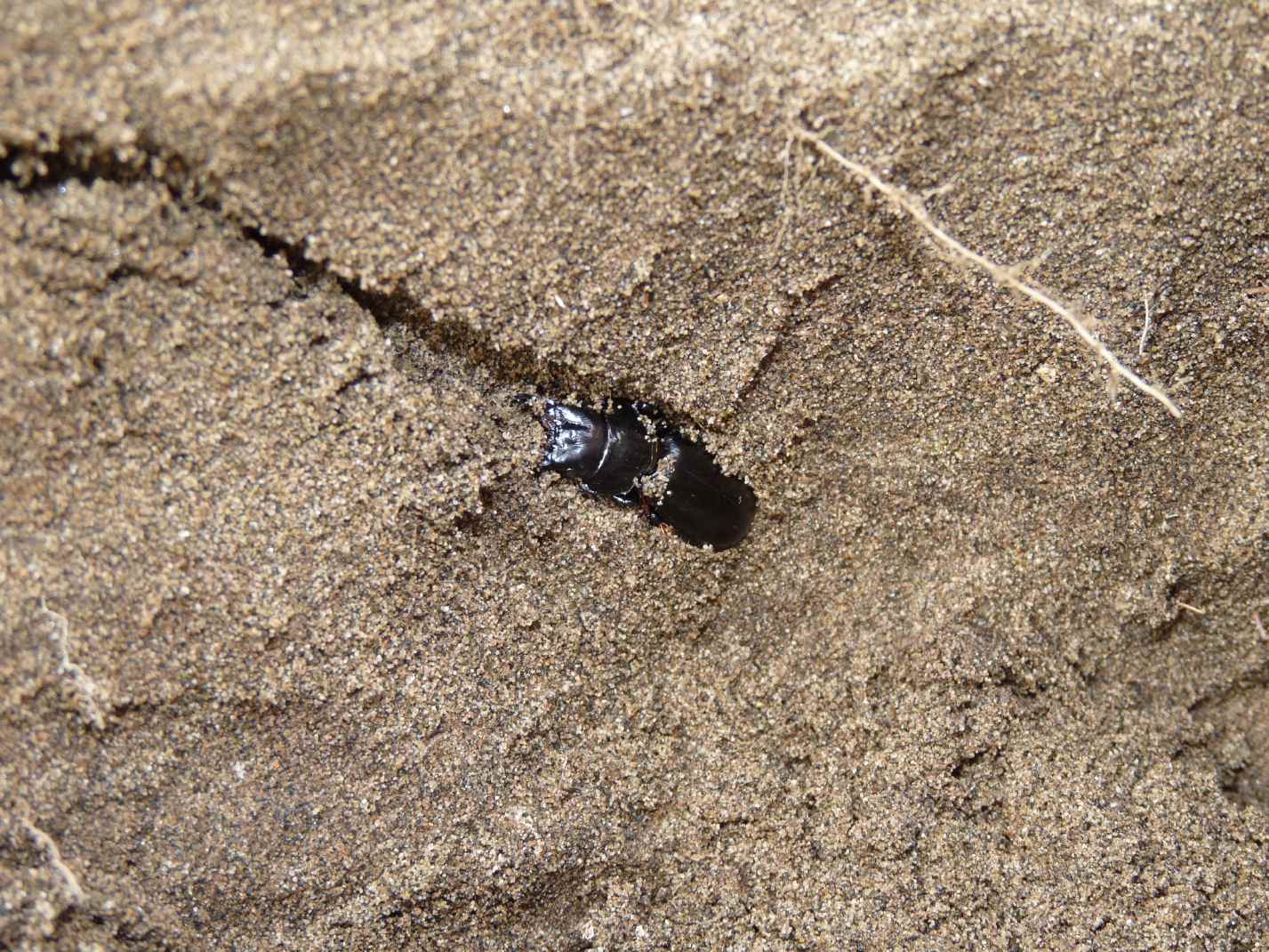Scarites buparius maschio e femmina